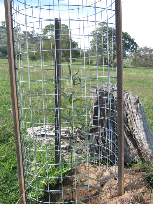 Biodiversity Protection and Habitat Rehabilitation on Lachlan Valley ...